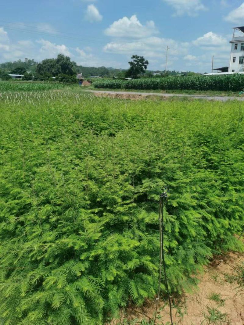 精品有水杉袋苗，地径1公分，基地直供，一手货源。
