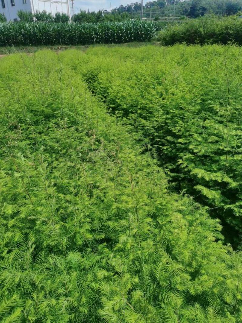 精品有水杉袋苗，地径1公分，基地直供，一手货源。