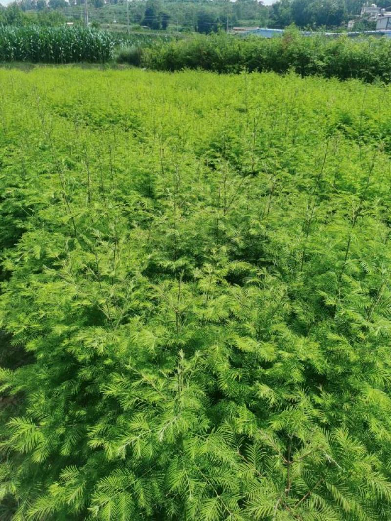 精品有水杉袋苗，地径1公分，基地直供，一手货源。