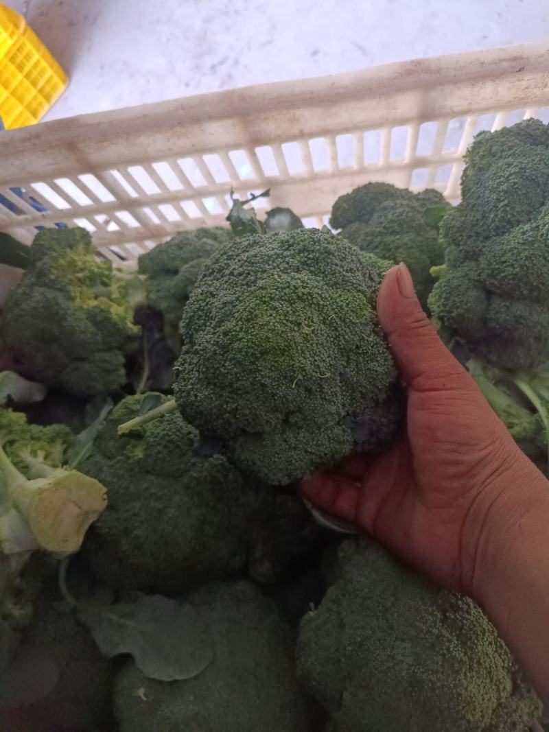 莱西市精品西兰花泡沫箱。诚信合作，欢迎新老客户下单！