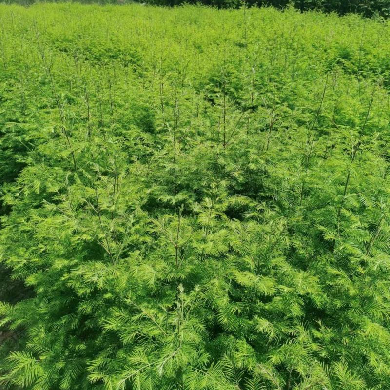 出售精品水杉袋苗，地径1公分左右。基地直供，一手货源。