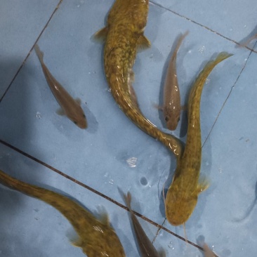 小口鲶怀