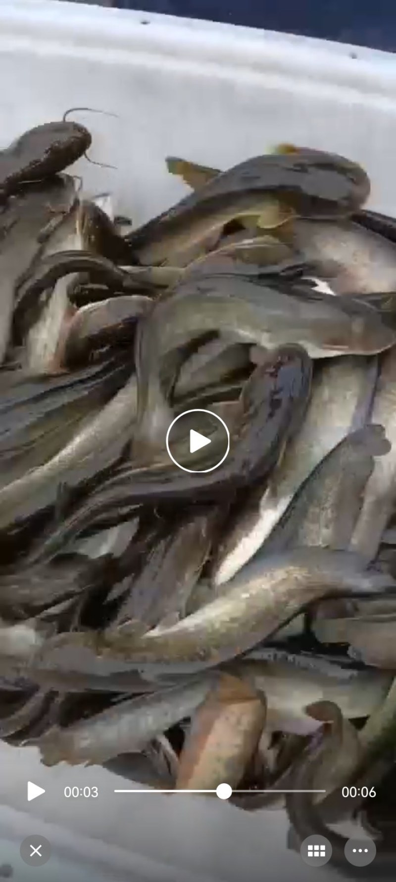 小口鲶怀