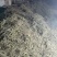 优质墨旱莲，旱莲草，无杂草，无霉变，少量现货！支持预订！