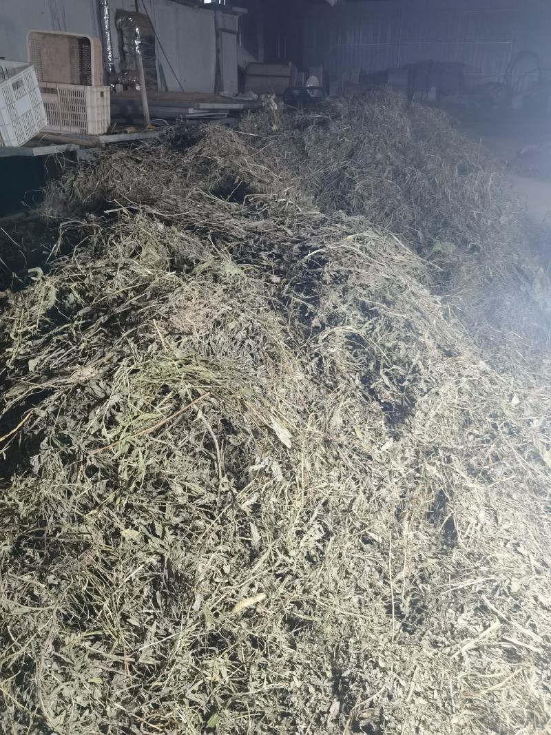 优质墨旱莲，旱莲草，无杂草，无霉变，少量现货！支持预订！