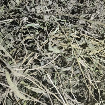 优质墨旱莲，旱莲草，无杂草，无霉变，少量现货！支持预订！