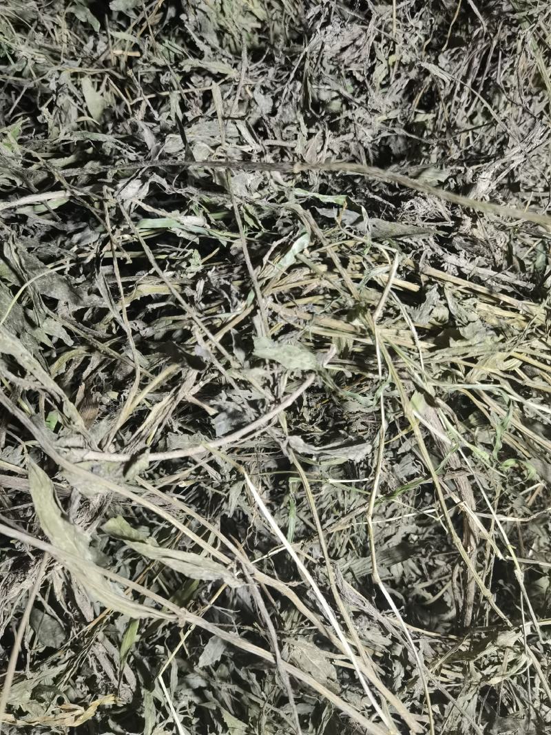 优质墨旱莲，旱莲草，无杂草，无霉变，少量现货！支持预订！