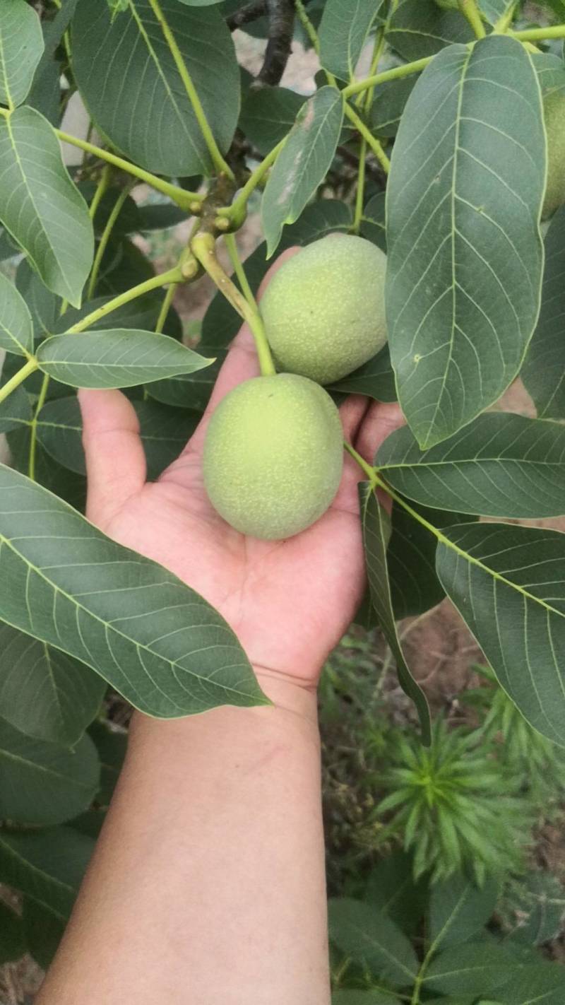 自家果园的绿色环保核桃