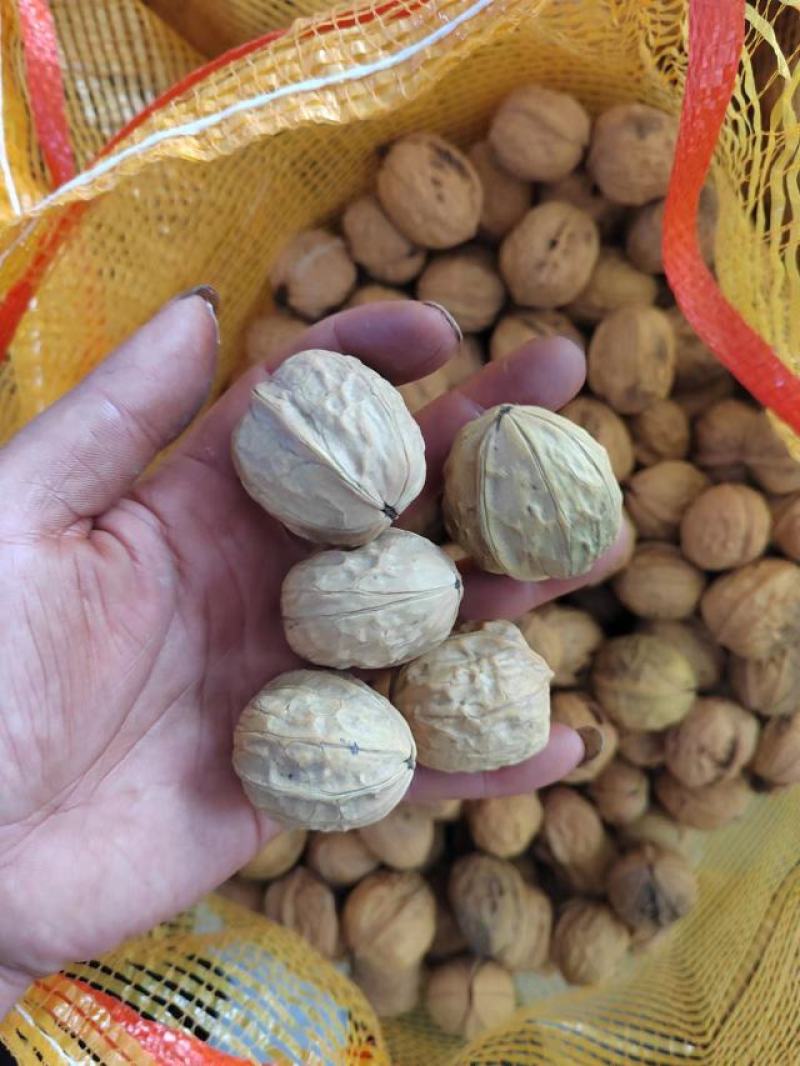 大凉山青皮核桃