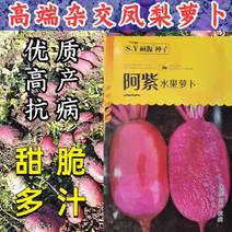 阿紫凤梨萝卜种子硕源杂交红皮红肉甜脆水果萝卜种子