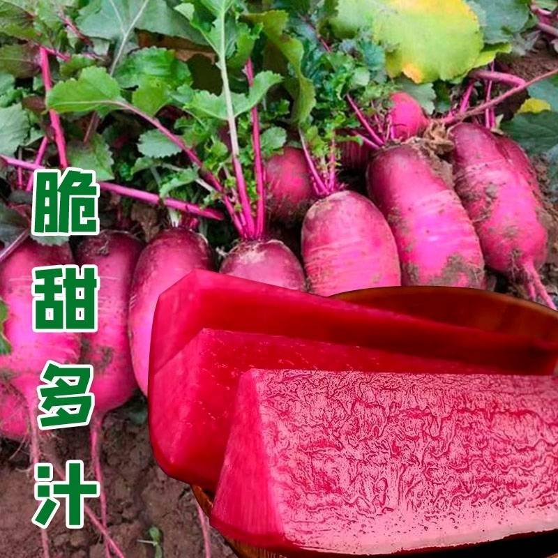 阿紫凤梨萝卜种子硕源杂交红皮红肉甜脆水果萝卜种子