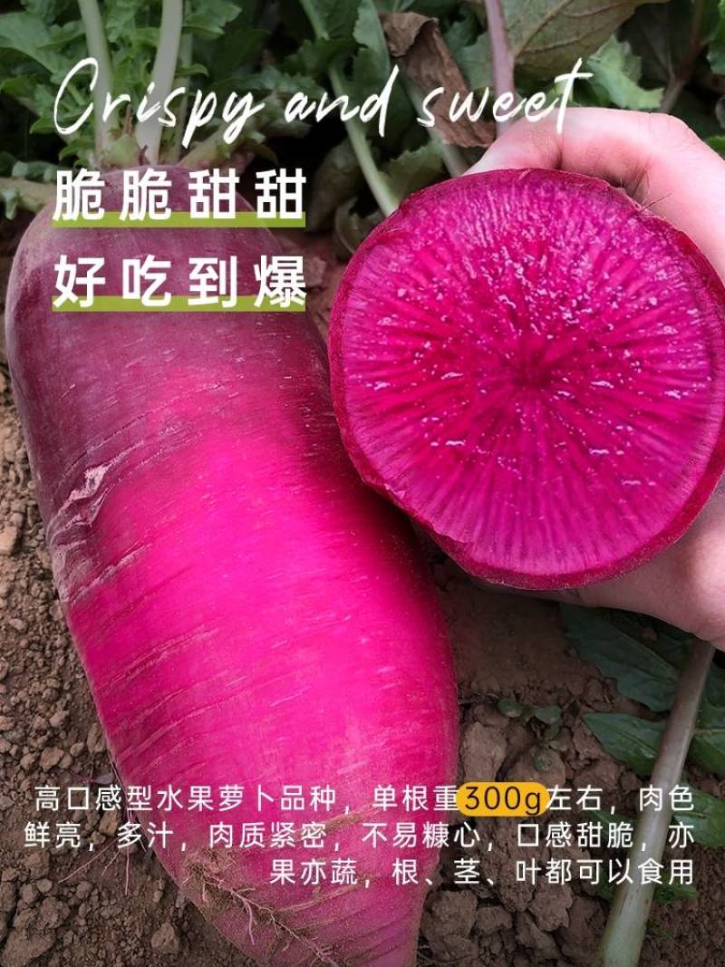 阿紫凤梨萝卜种子硕源杂交红皮红肉甜脆水果萝卜种子