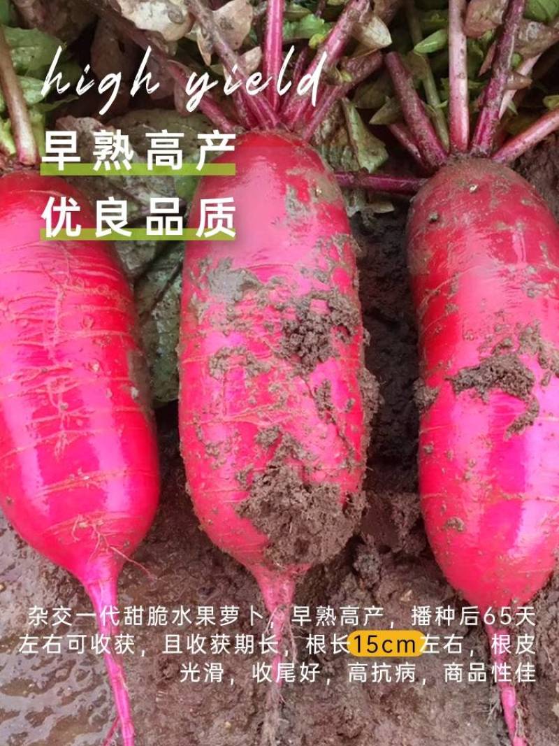 阿紫凤梨萝卜种子硕源杂交红皮红肉甜脆水果萝卜种子