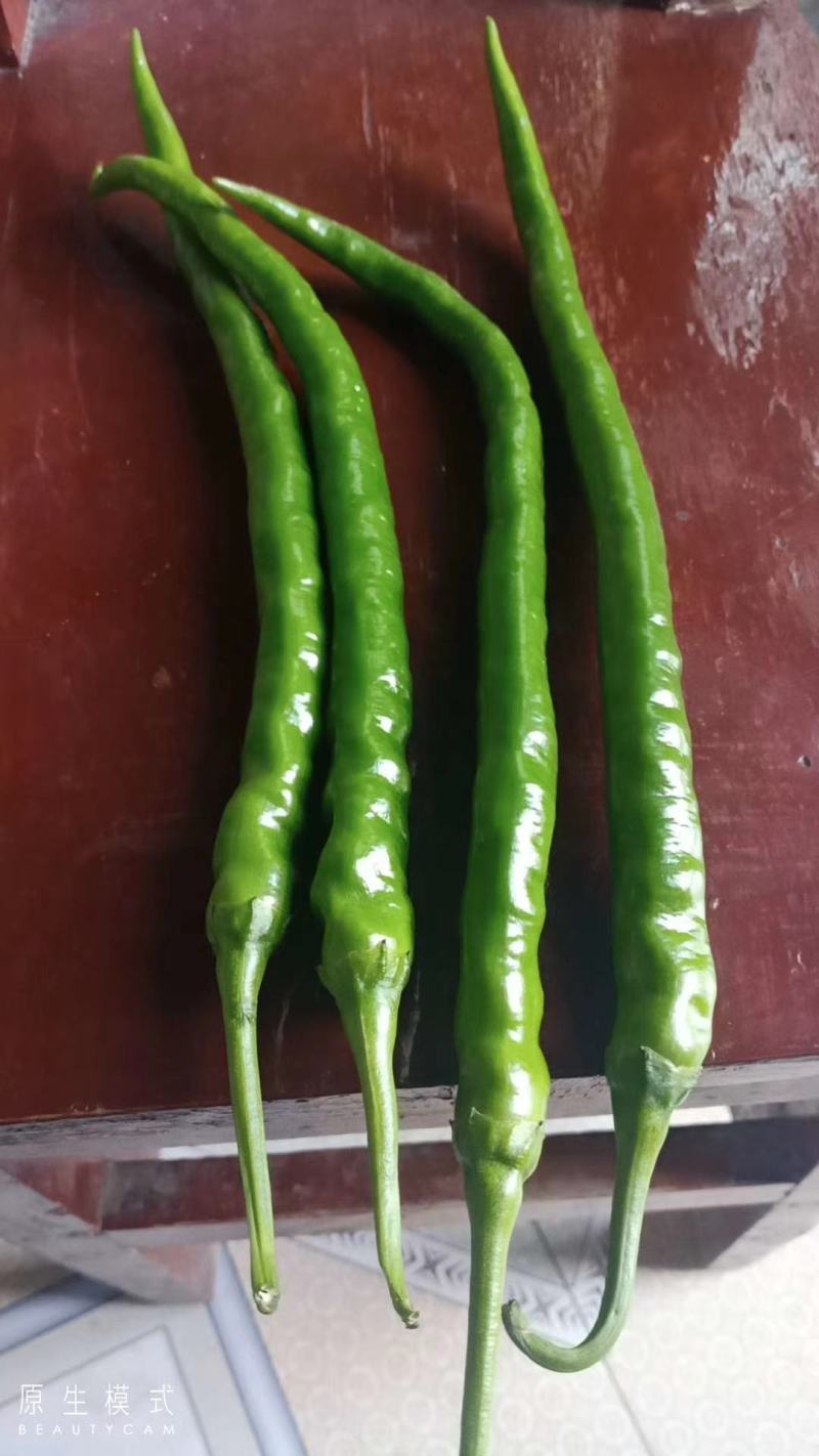 辣椒