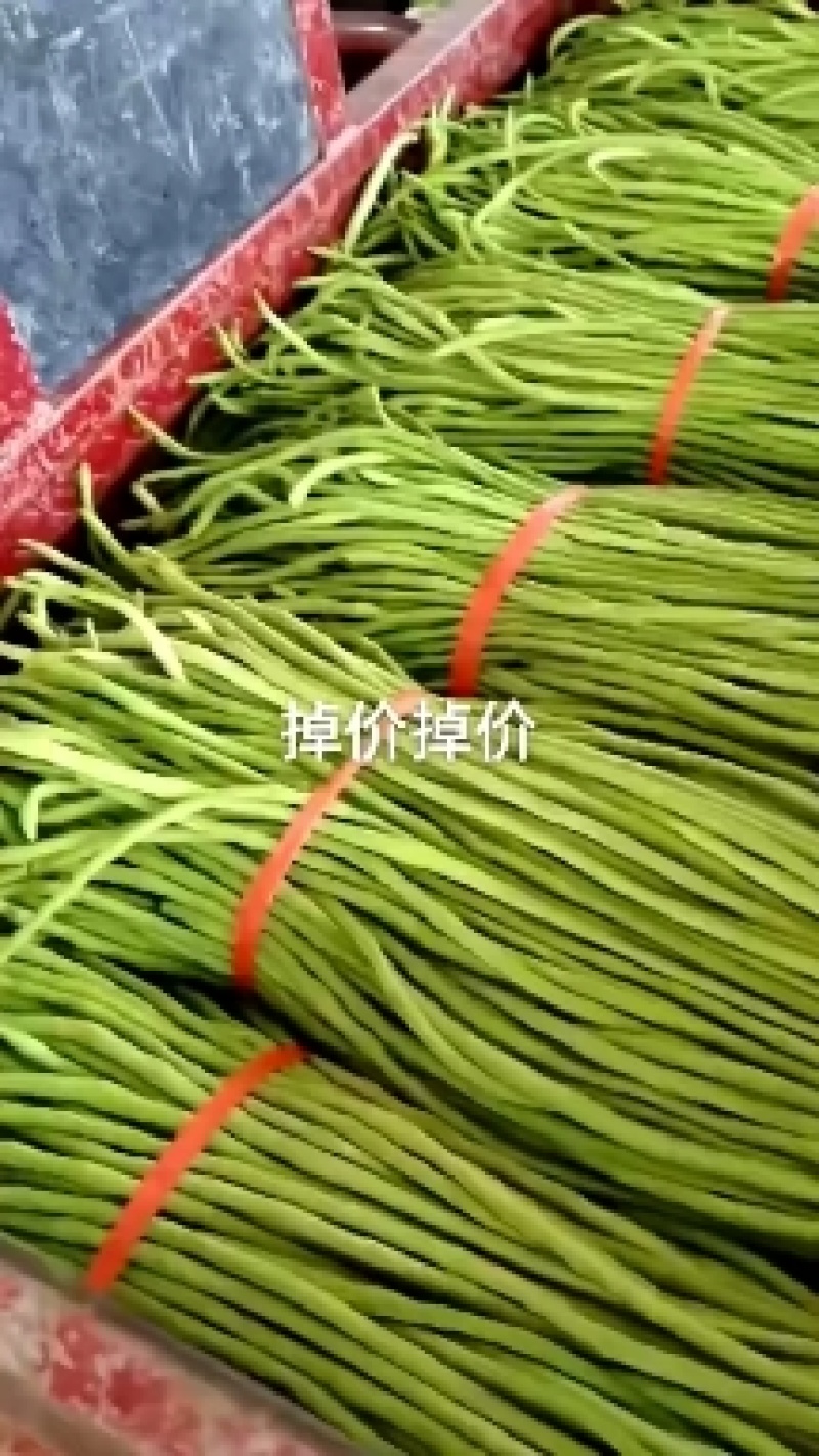 长豆角60厘米以上大量有货需要联系