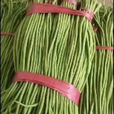 长豆角60厘米以上大量有货需要联系