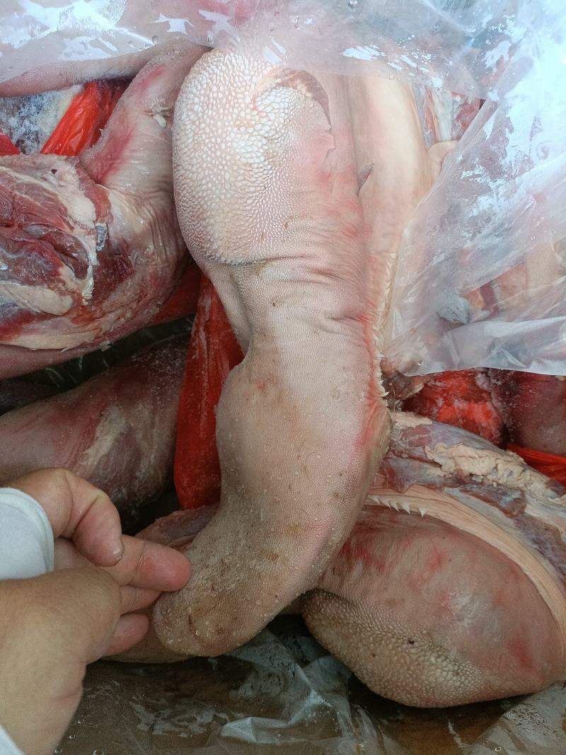 牛舌，纯干牛舌，实拍图片，一手货源，全国冷链发货