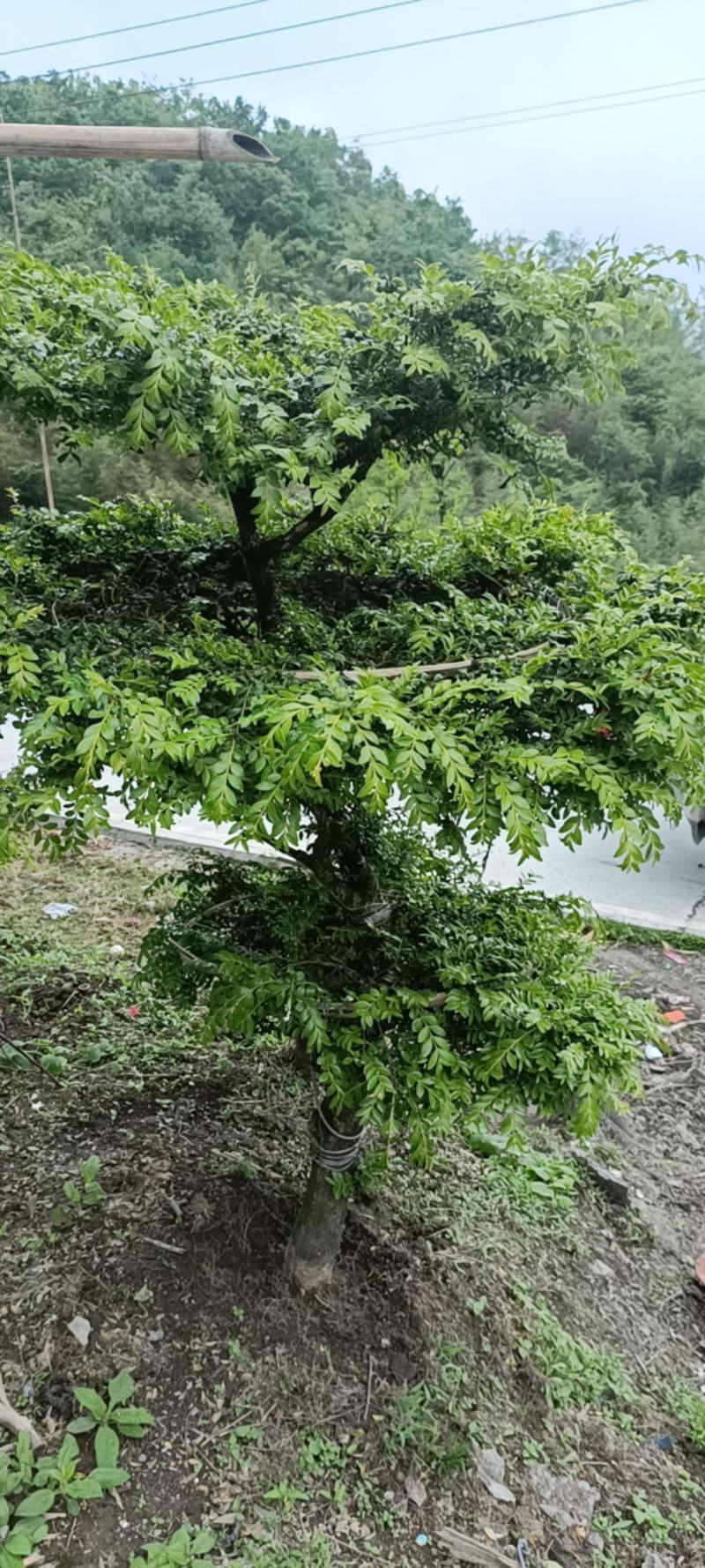 小叶黄杨，家有黄杨儿孙满堂，家有黄杨世代栋梁