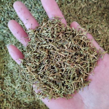 金银花籽