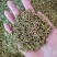 金银花籽