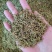 金银花籽