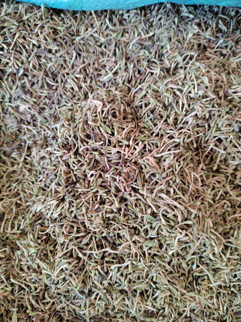 金银花籽