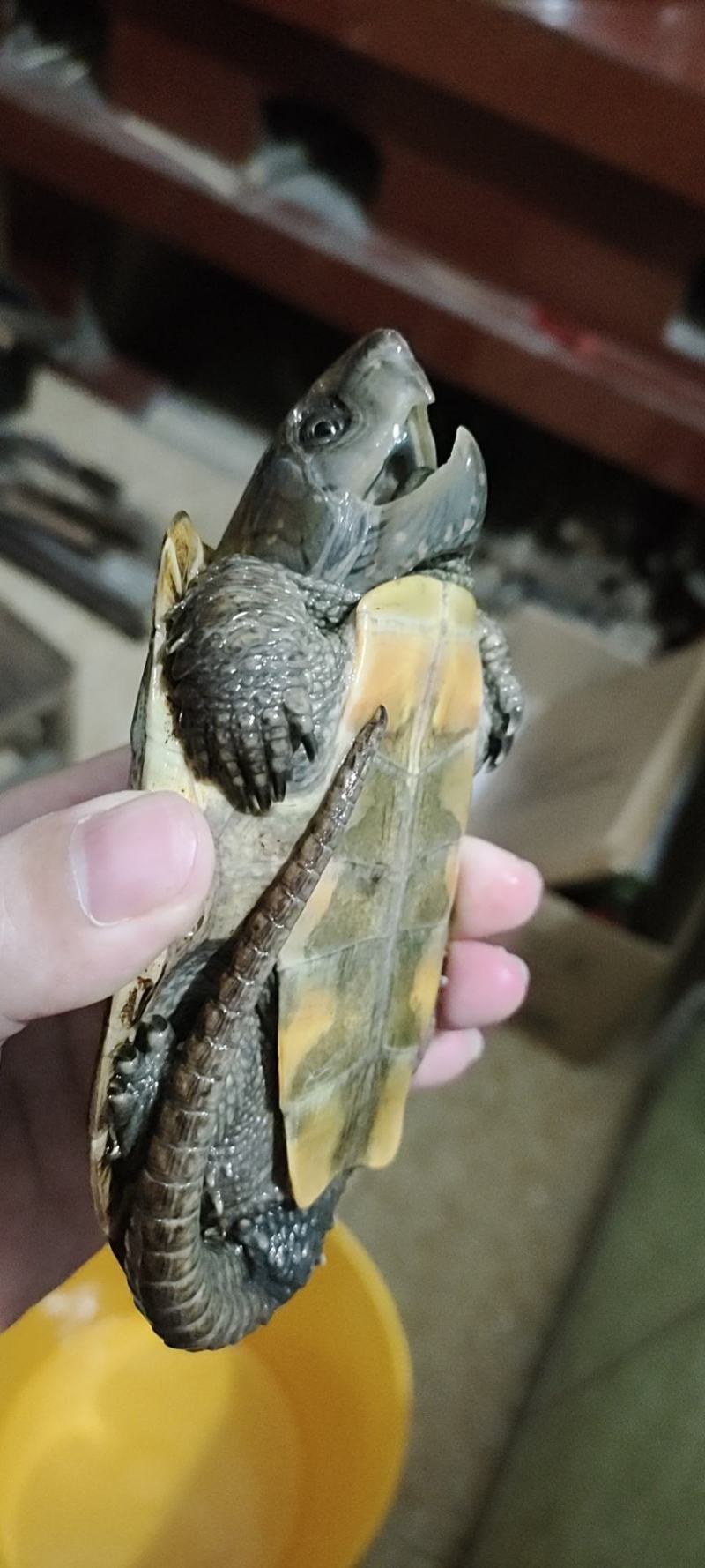 乌龟