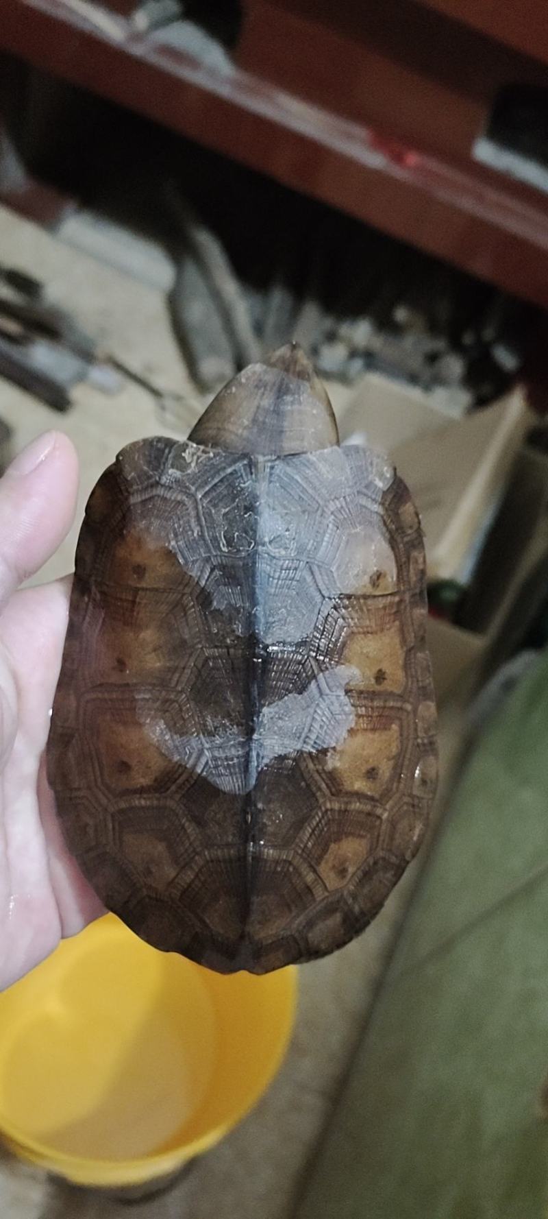 乌龟
