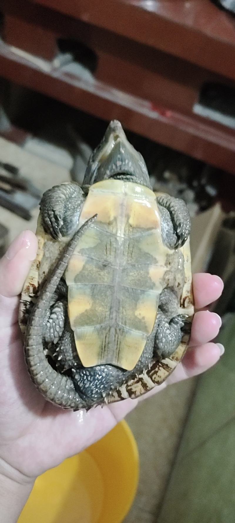 乌龟