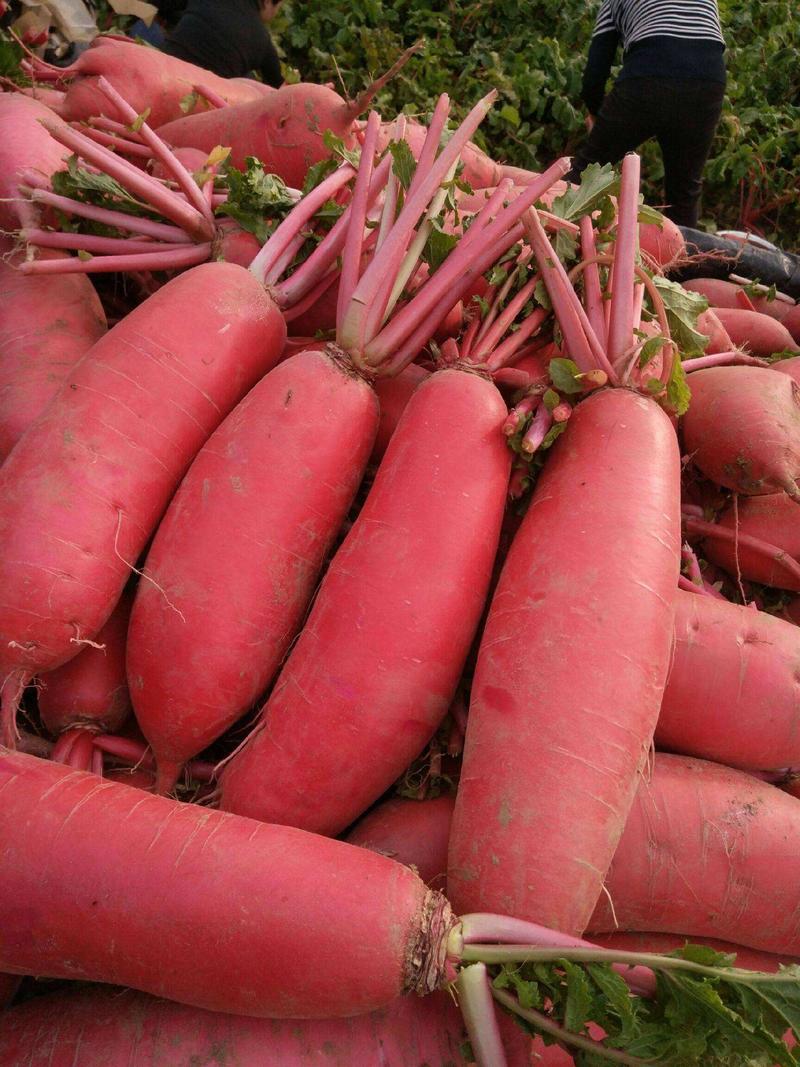 天禧红皮水果型萝卜种籽秋播耐寒生吃腌制脆甜萝卜种子农家菜