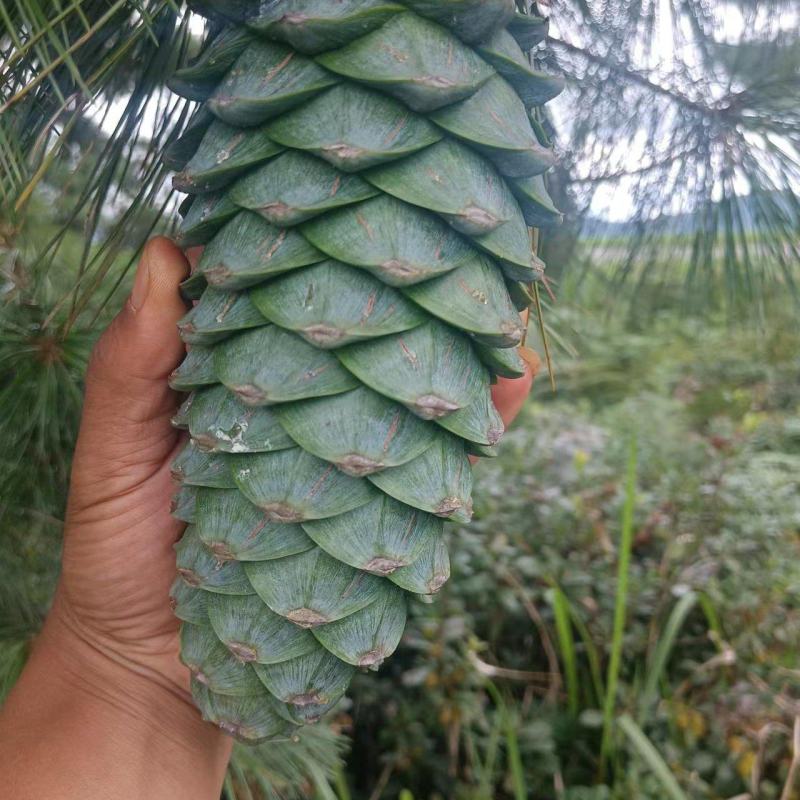 云南松子大量上市，欢迎定购！