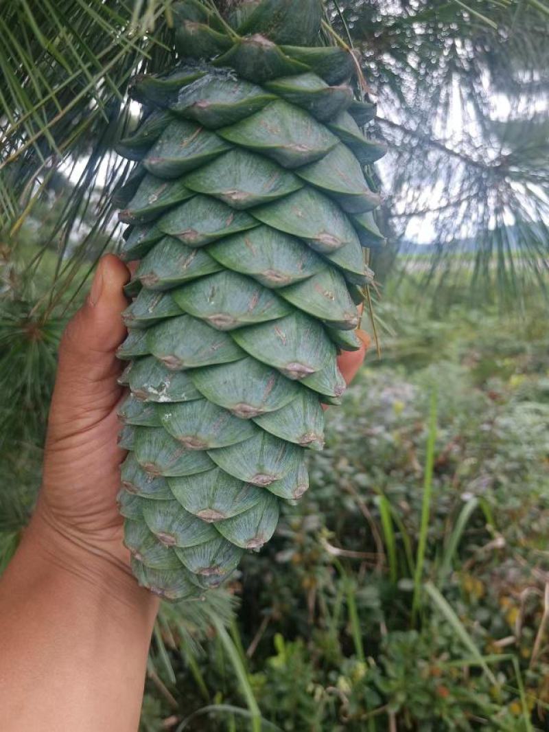 云南松子大量上市，欢迎定购！