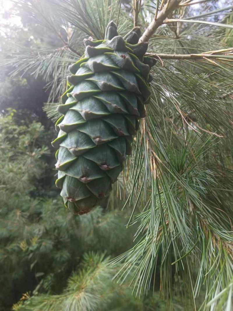 云南松子大量上市，欢迎定购！
