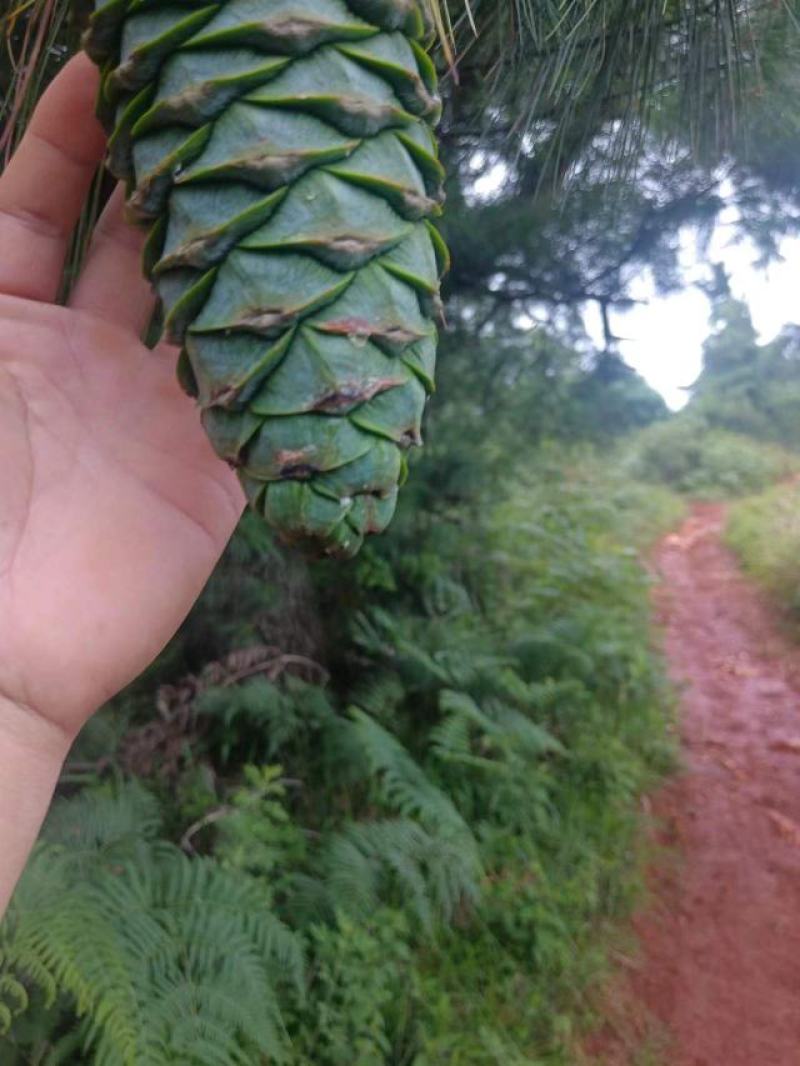 云南松子大量上市，欢迎定购！