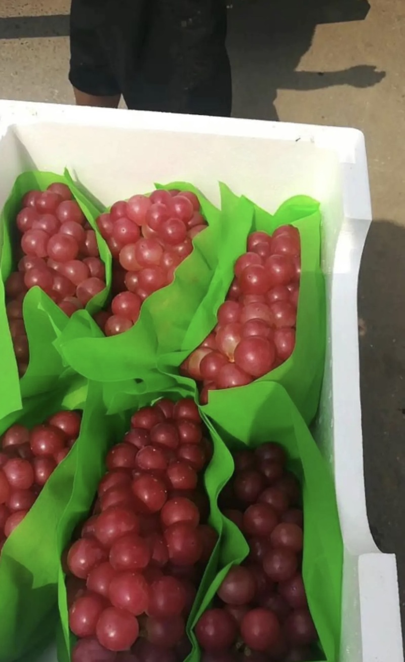 无核葡萄加工专用罐头厂葡萄工厂专用葡萄