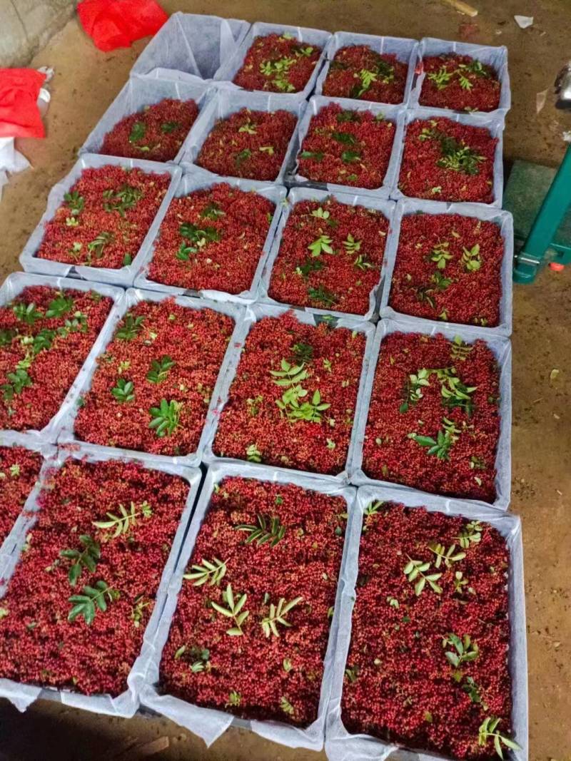四川大凉山盐源鲜花椒红花椒，品质优价格美丽，支持代收