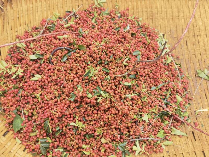 四川大凉山盐源鲜花椒红花椒，品质优价格美丽，支持代收