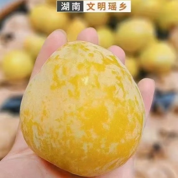 正宗湖南文明特产黄金奈李自家果园现摘现发品质保证一件代发