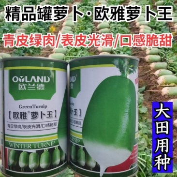 欧兰德欧雅萝卜王罐萝卜种子791萝卜青皮绿肉秋播冬储高产
