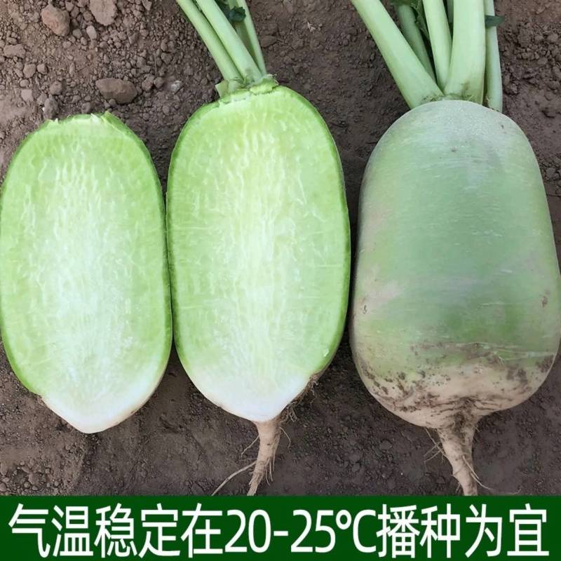 欧兰德欧雅萝卜王罐萝卜种子791萝卜青皮绿肉秋播冬储高产