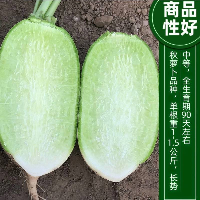 欧兰德欧雅萝卜王罐萝卜种子791萝卜青皮绿肉秋播冬储高产