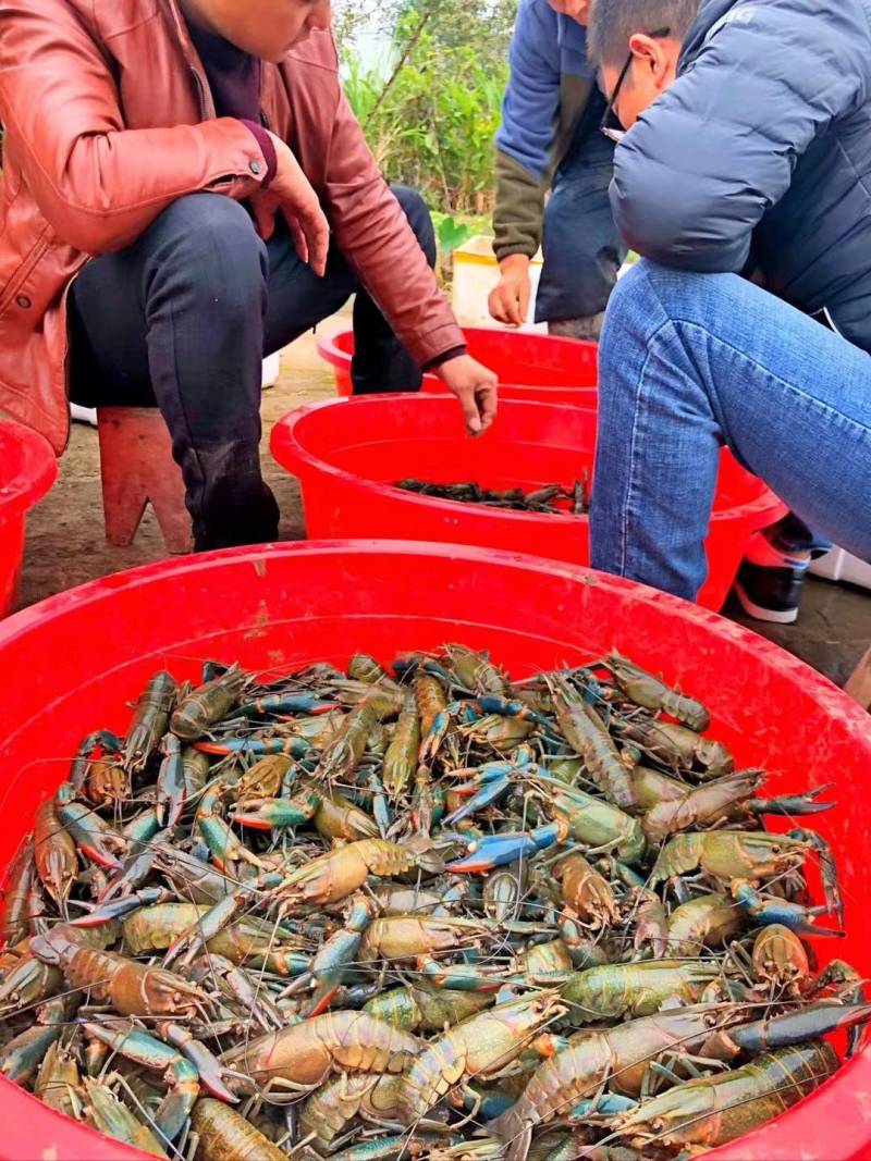 澳洲淡水龙虾、小青龙、大龙虾