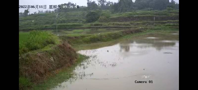 澳洲淡水龙虾、小青龙、大龙虾