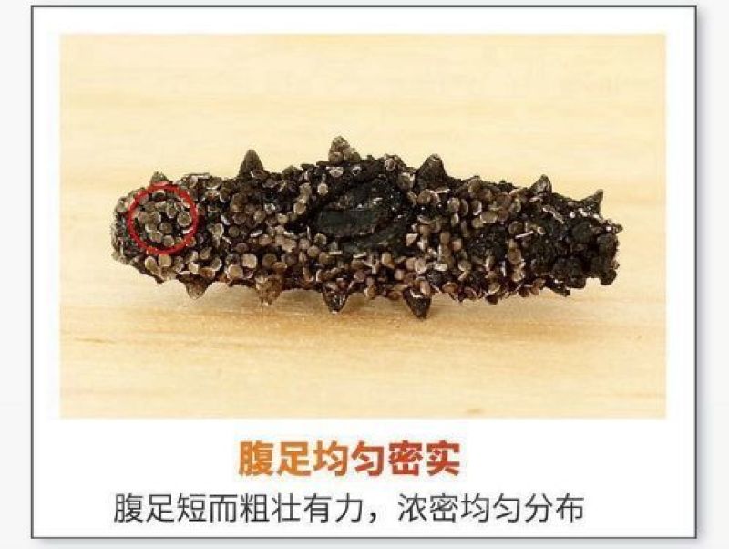 淡干小海参礼盒高品质鲜活海参干货厂家批发