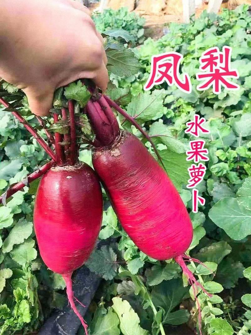 永红凤梨萝卜种子口感好色泽艳丽优质稳产抗病农家春秋播种