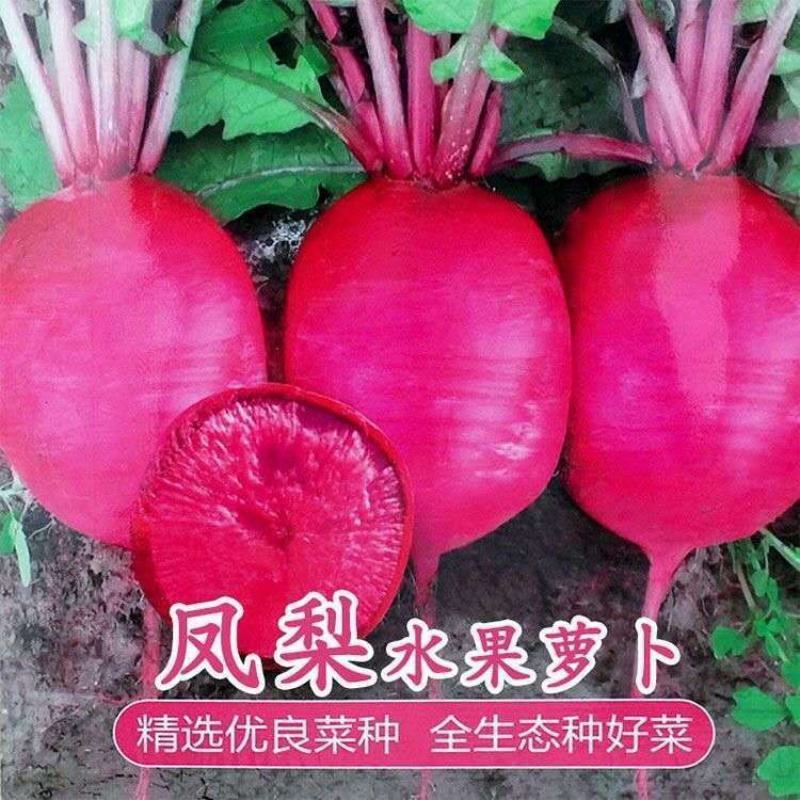 永红凤梨萝卜种子口感好色泽艳丽优质稳产抗病农家春秋播种