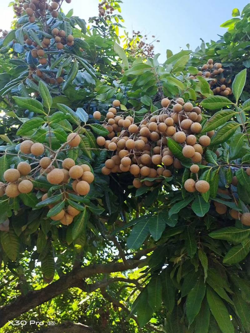 广东龙眼饶平草埔龙眼草菇龙眼欢迎工厂加工果对接