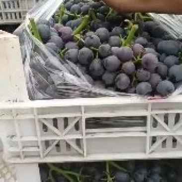 夏黑葡萄