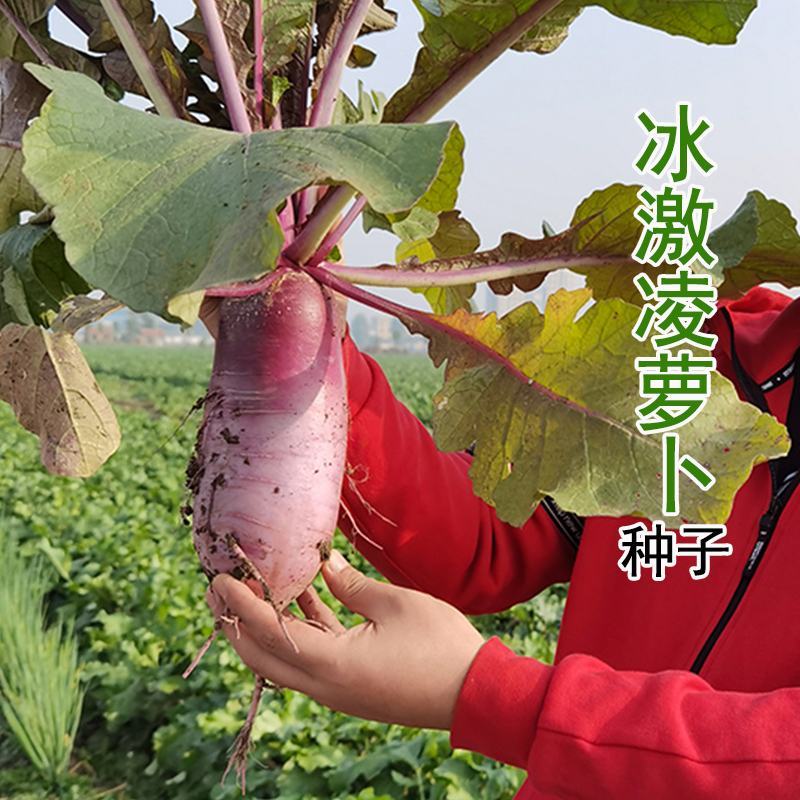 永红冰淇淋萝卜种子紫皮红芯穿心红水果萝卜籽
