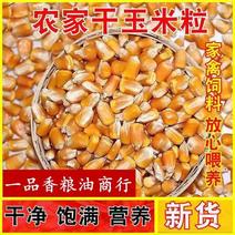 玉米现货批发黄玉米玉米粒酿酒原料五谷杂粮袋装100斤